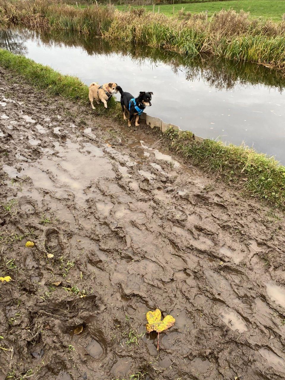 photo shows Rico and Maisy queuing up to avoid the mud!