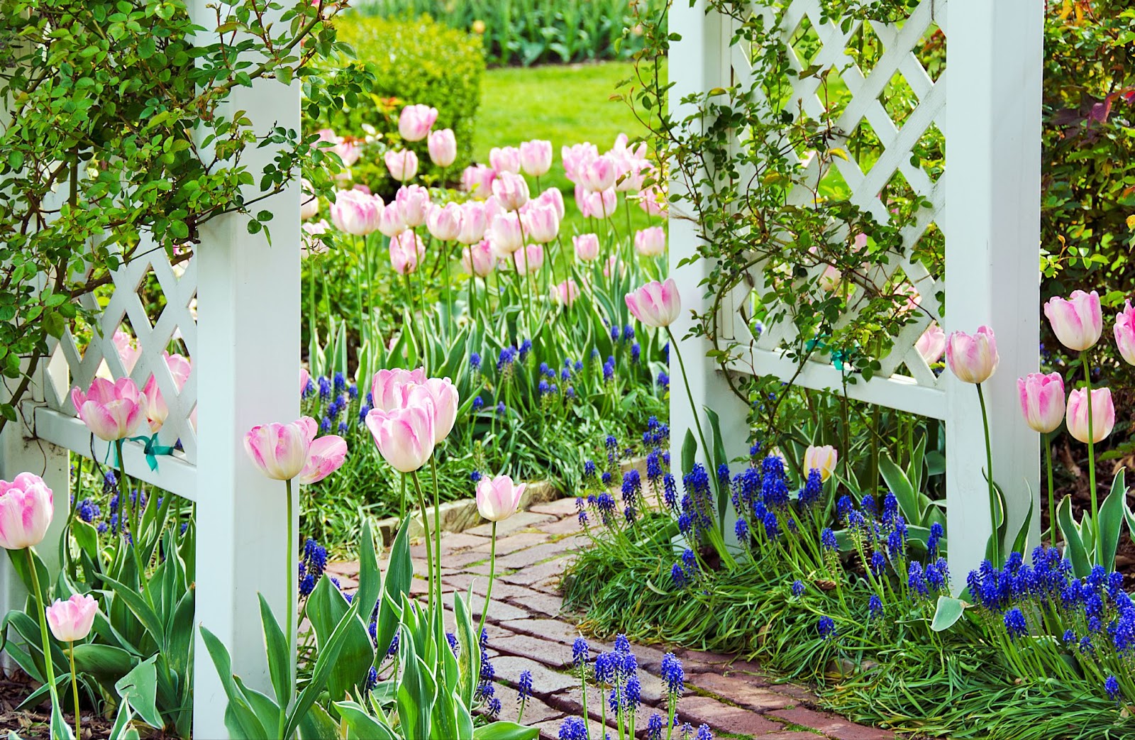 pergola vs trellis​