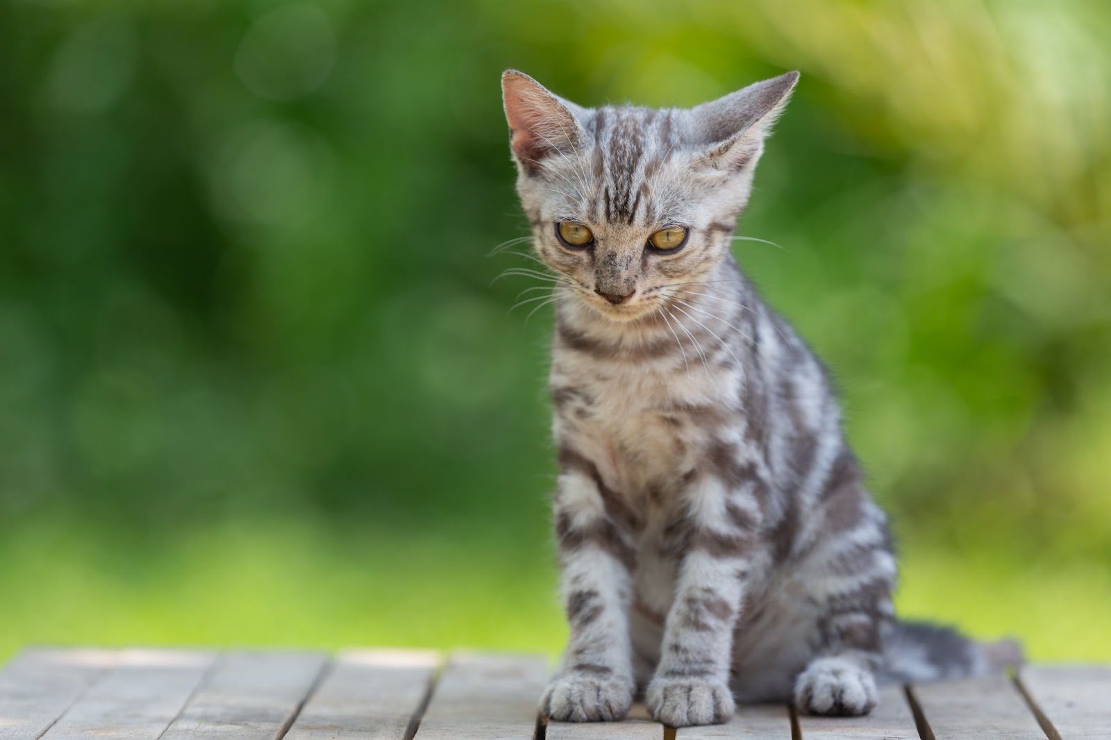 american shorthair kitten by freepik