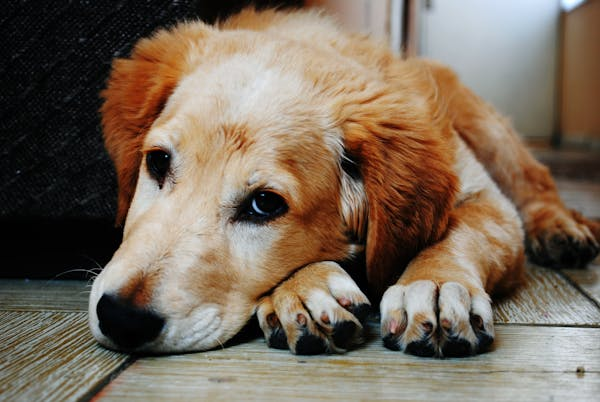 Gold retriever with head on paws