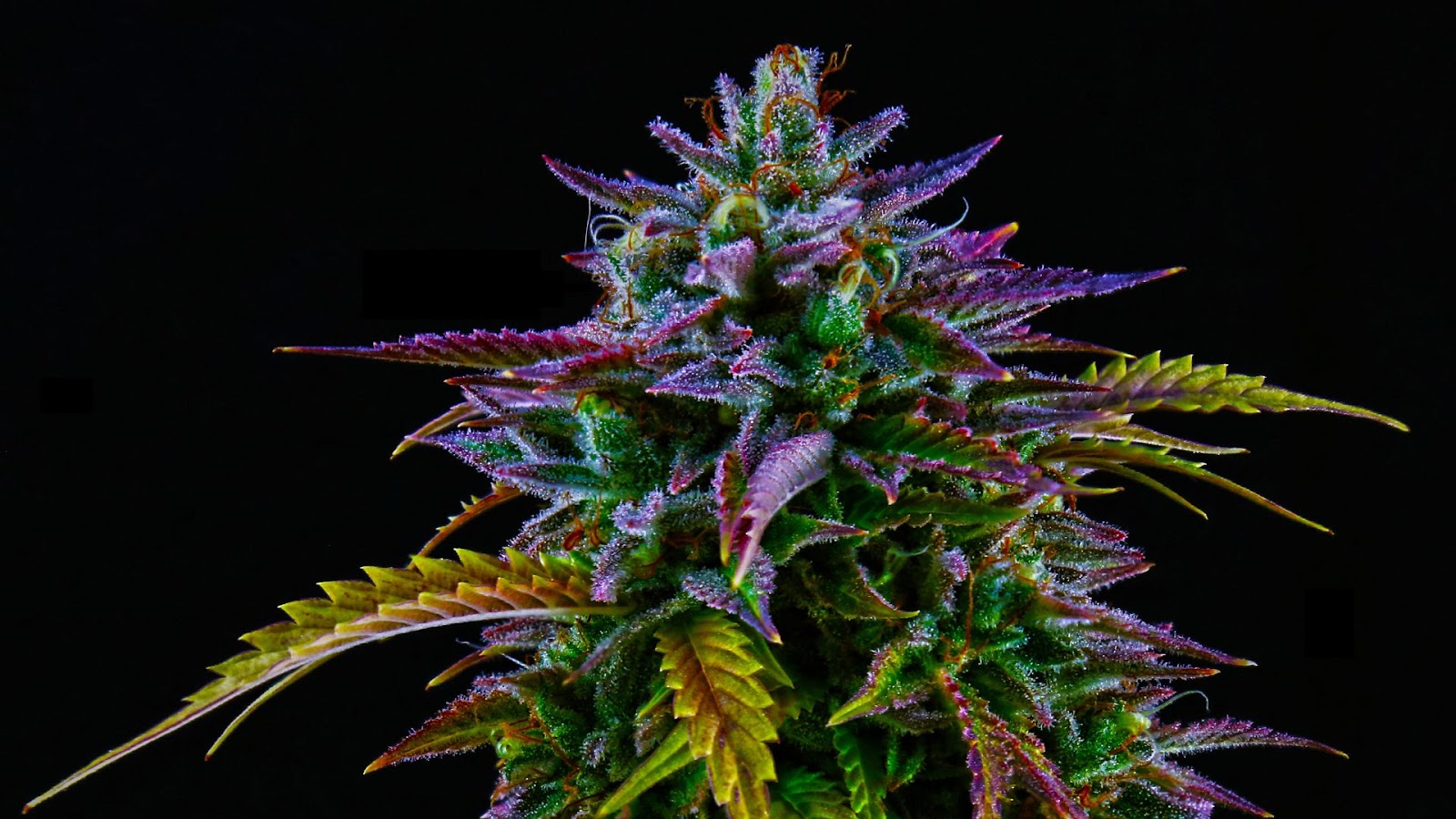 Top 10 Most Popular Cannabis Strains Worldwide