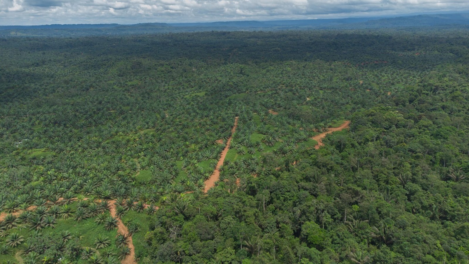 La Ley Antideforestación de la Unión Europea