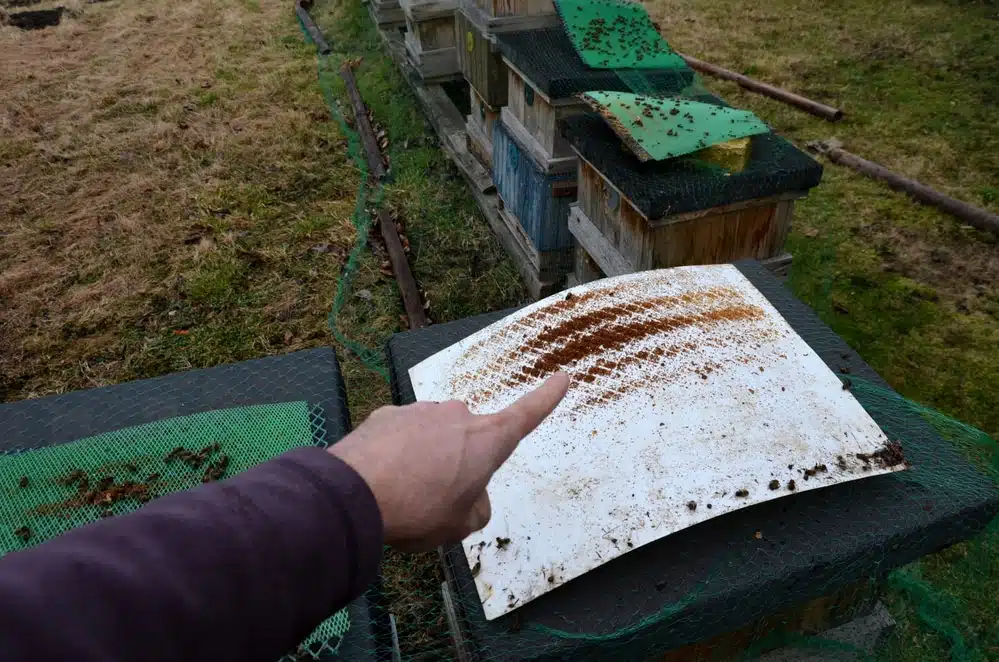 Stratégie intégrale pour le contrôle du varroa en apiculture - MALADIES & PARASITES