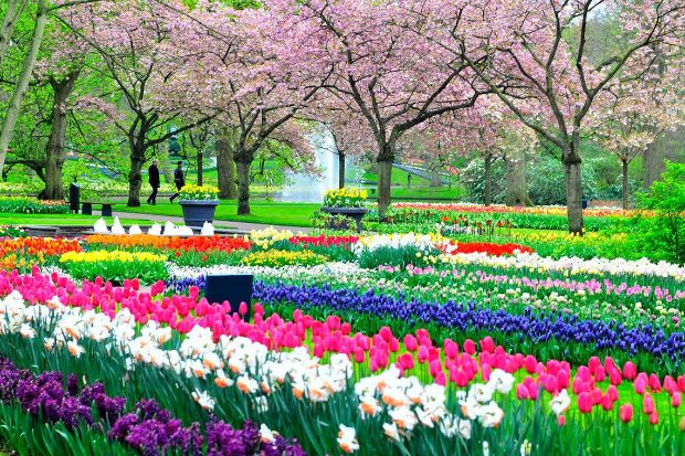 Top 5 Địa Điểm Ngắm Hoa Tulip Đẹp Nhất Châu Âu – Bạn Đã Biết Chưa?