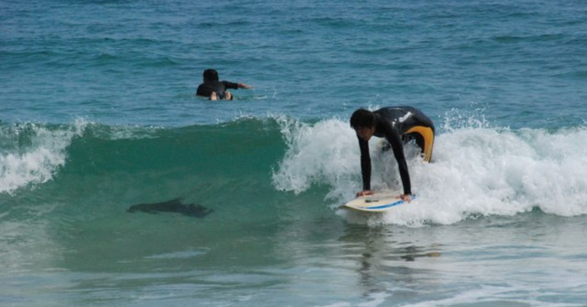 Surfing in rk beach
