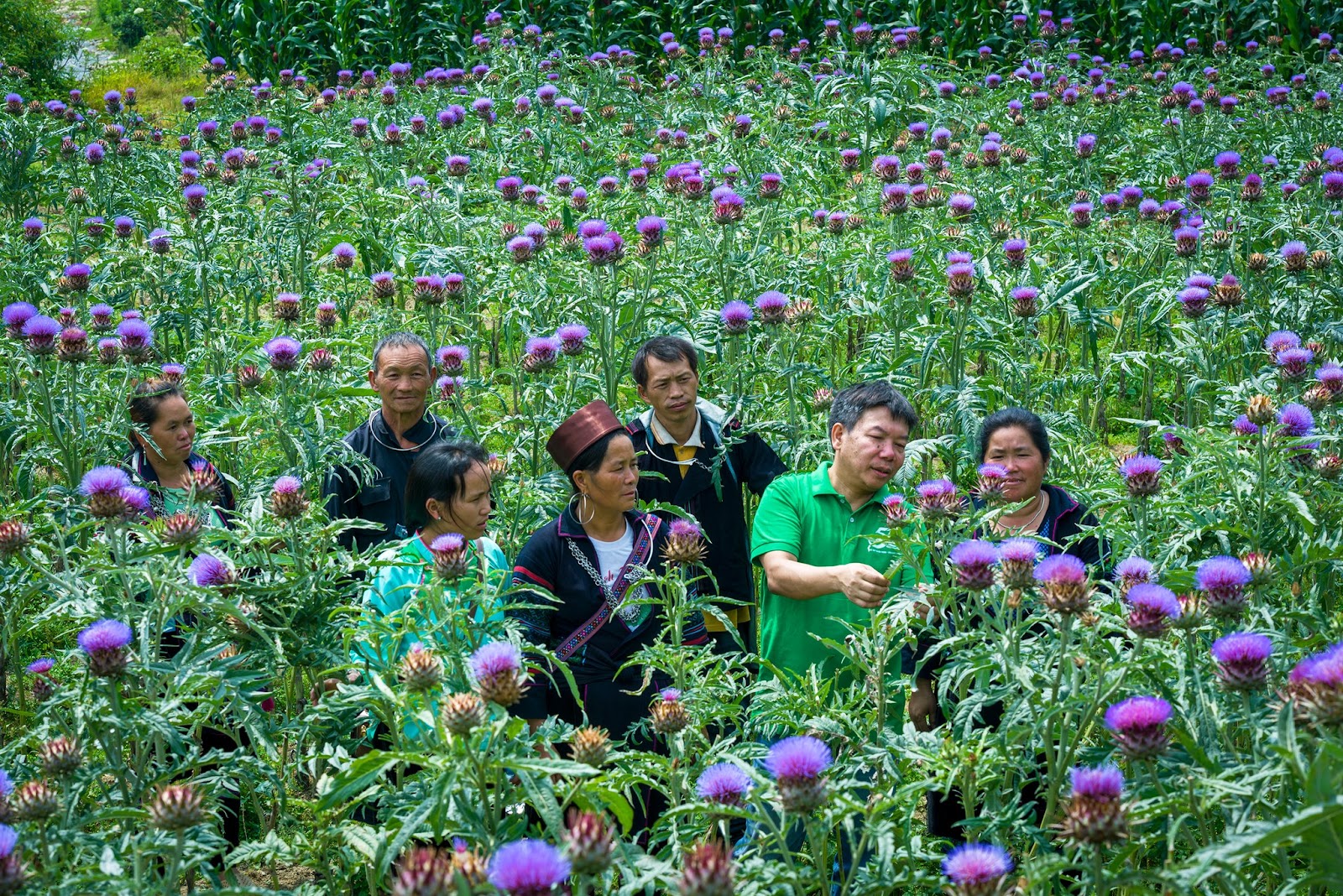 TraphacoSapa-voi-vung-trong-actiso-cung-cap-nguyen-lieu-cho-Moc-Nam