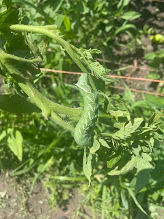 A very large green caterpillar that blends in with the tomato leaves behind it
