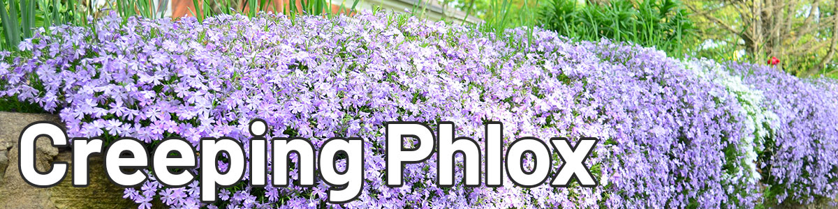 Origin and History Creeping phlox 