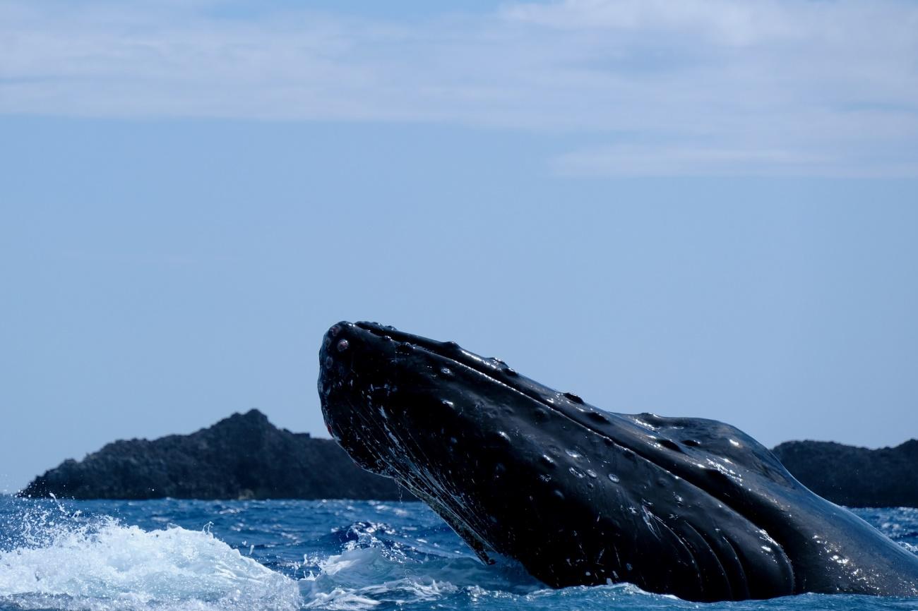 海のクジラ

自動的に生成された説明