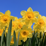 flowers name in punjabi with images
