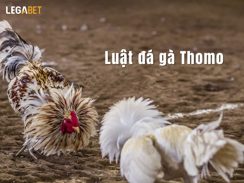 Chi tiết luật đá gà Thomo từ LEGABET