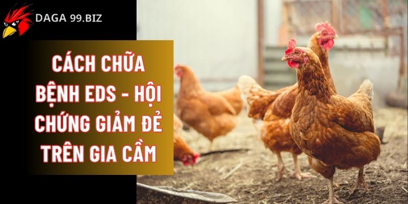 Cách chữa bệnh EDS