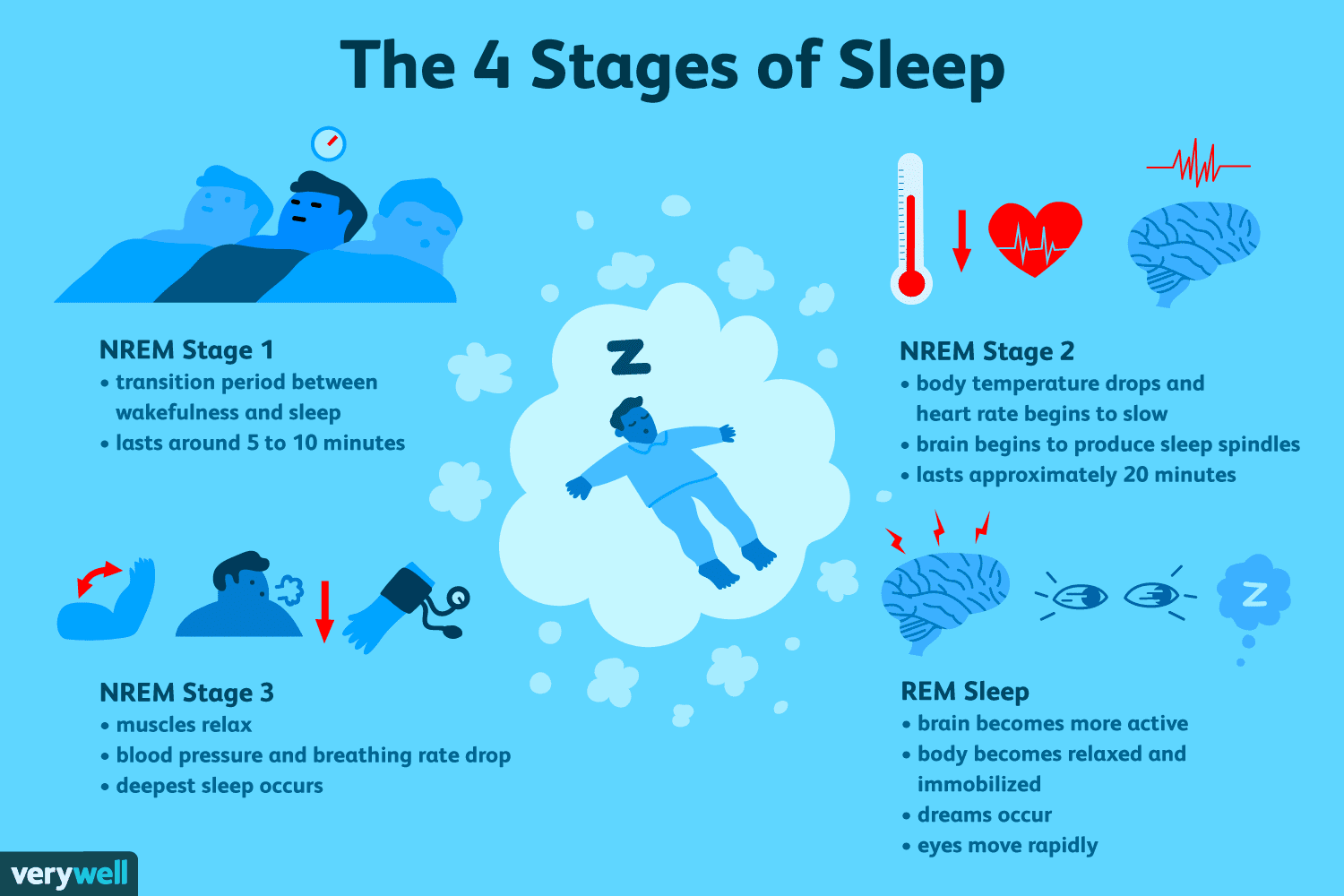 The sleep cycle