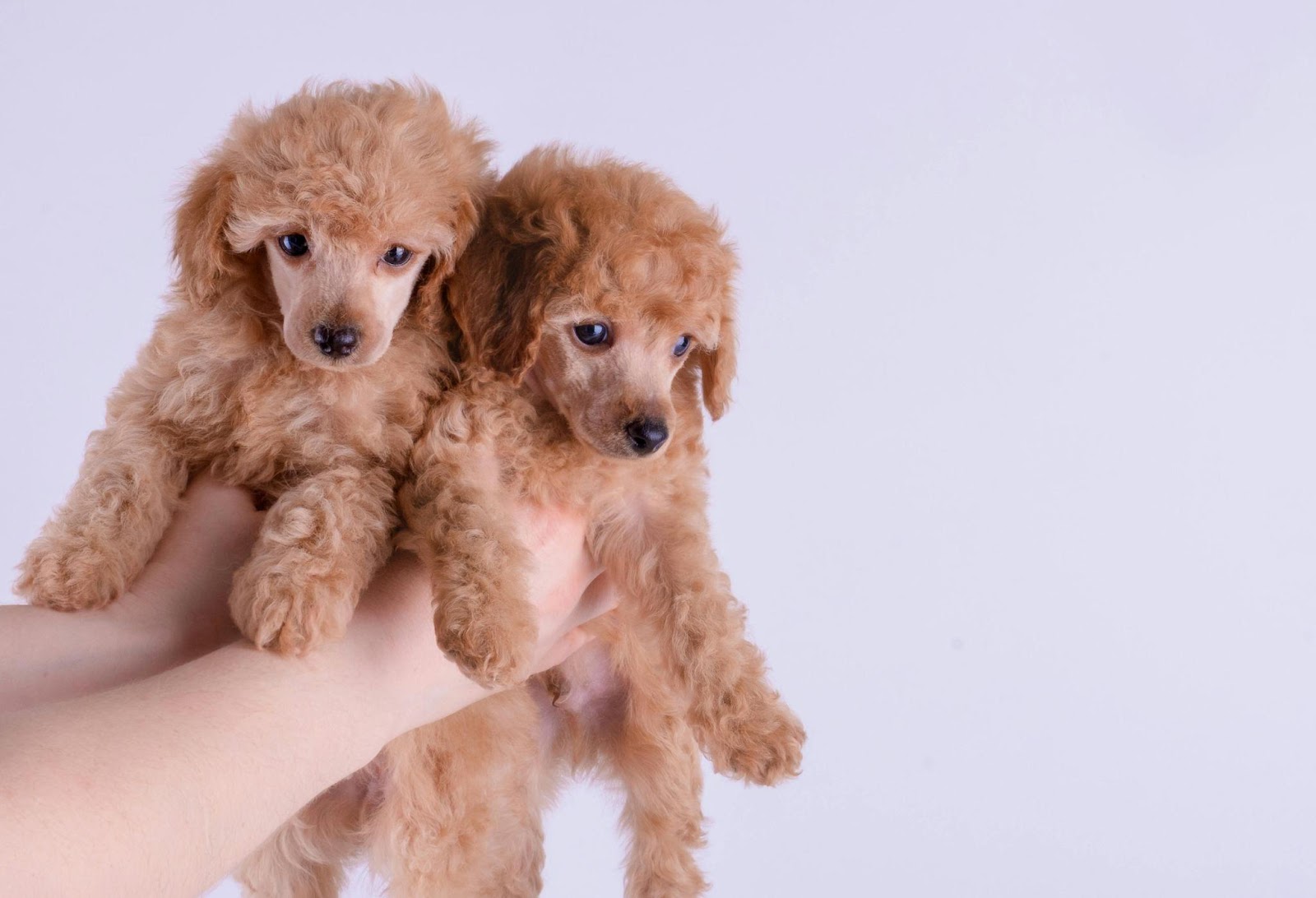 Poodles