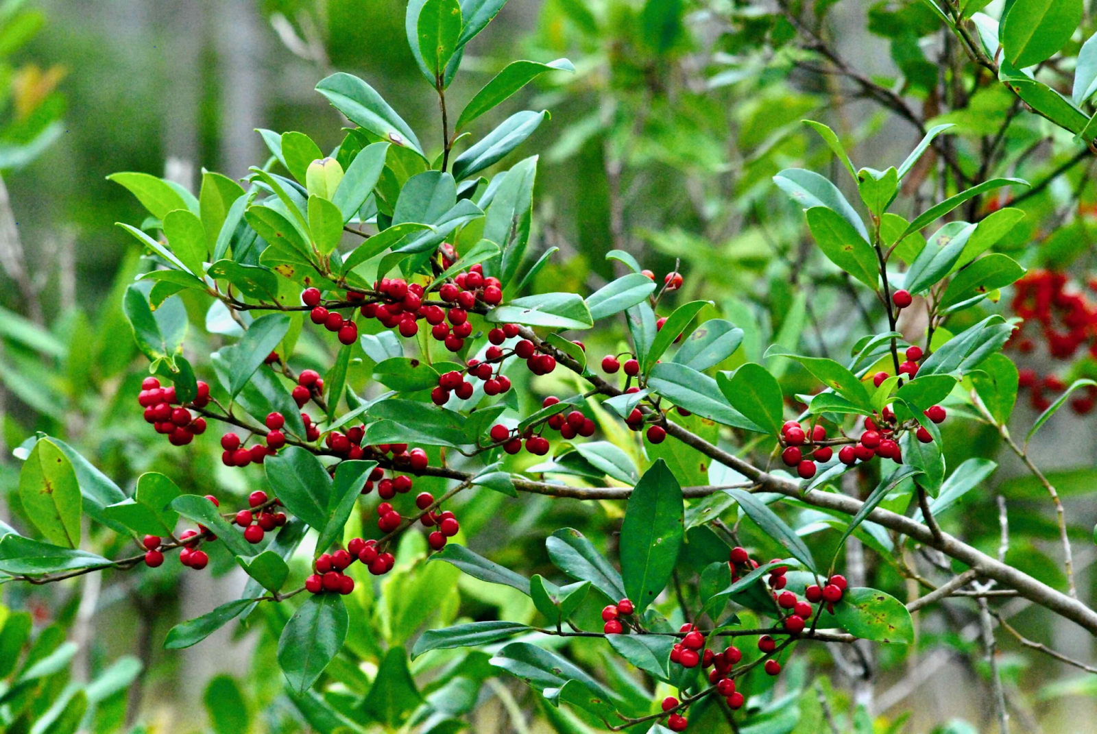 Dahoon Holly Tree