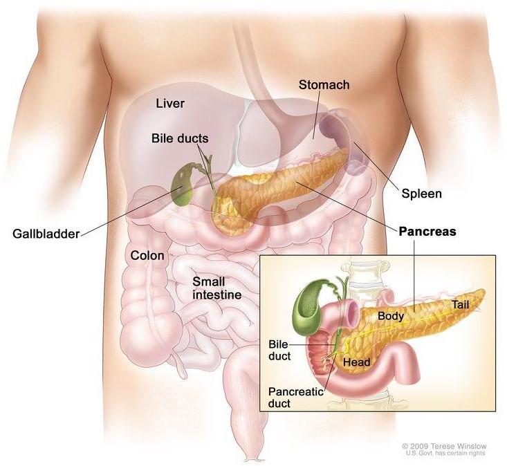 Image result for pancreas anatomy