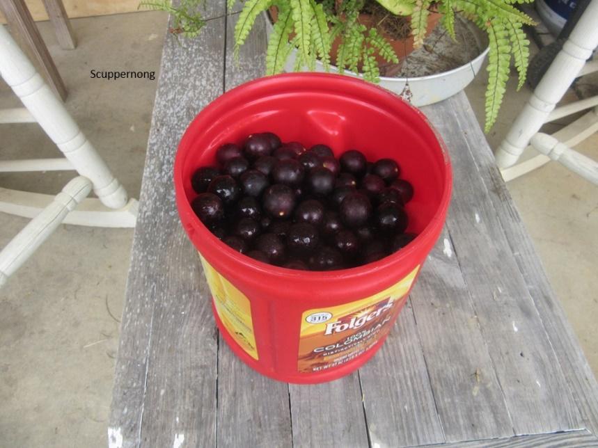 A bucket of black berries

Description automatically generated