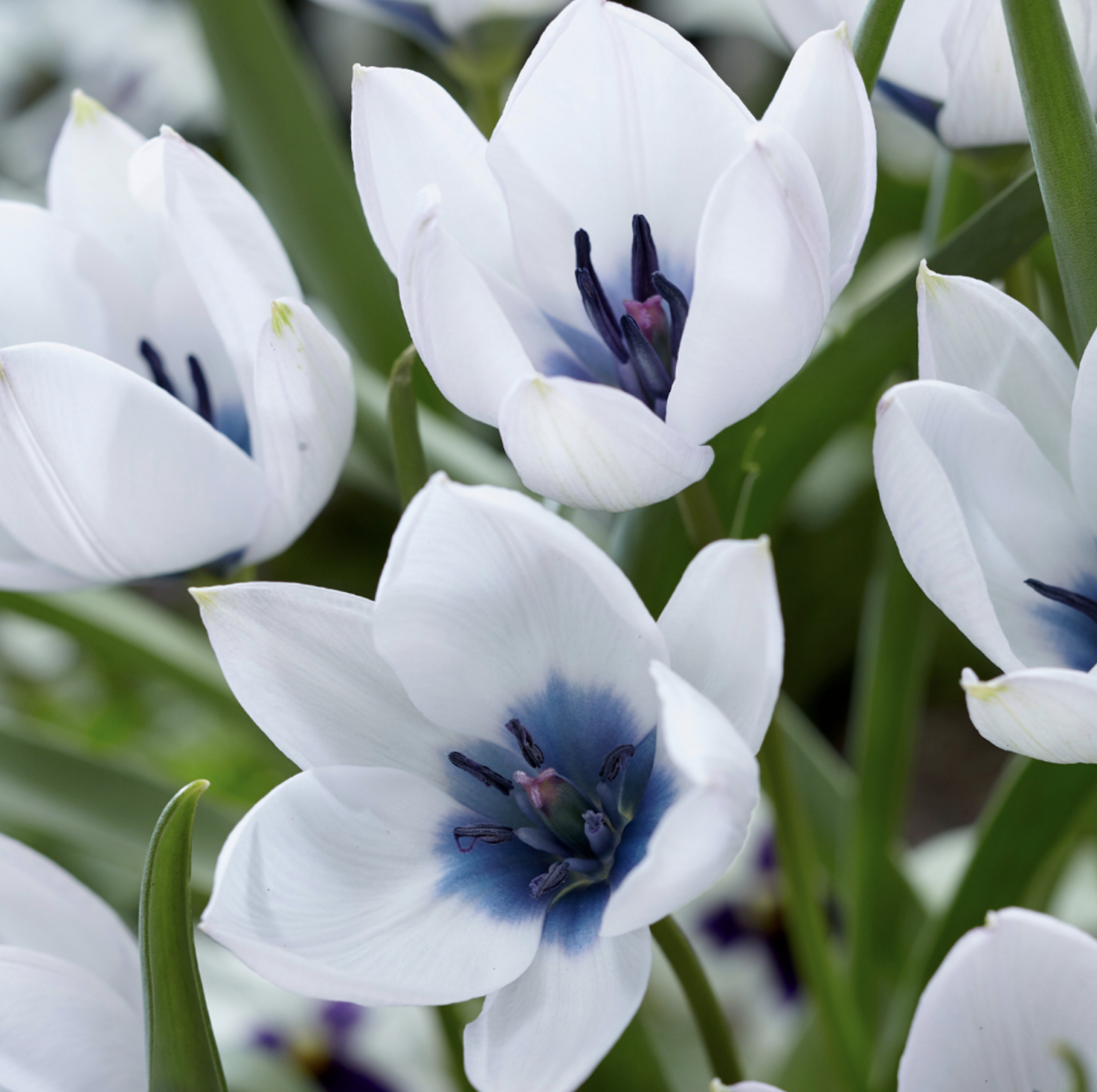 species tulips for bouquets