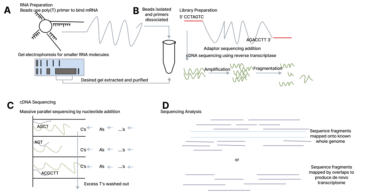How High-Throughput RNA-Sequencing Works