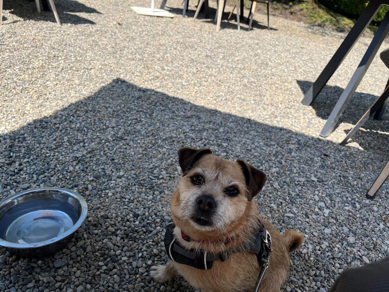 Maisy the jack Russell cross pug enjoying the shade during the meal. 