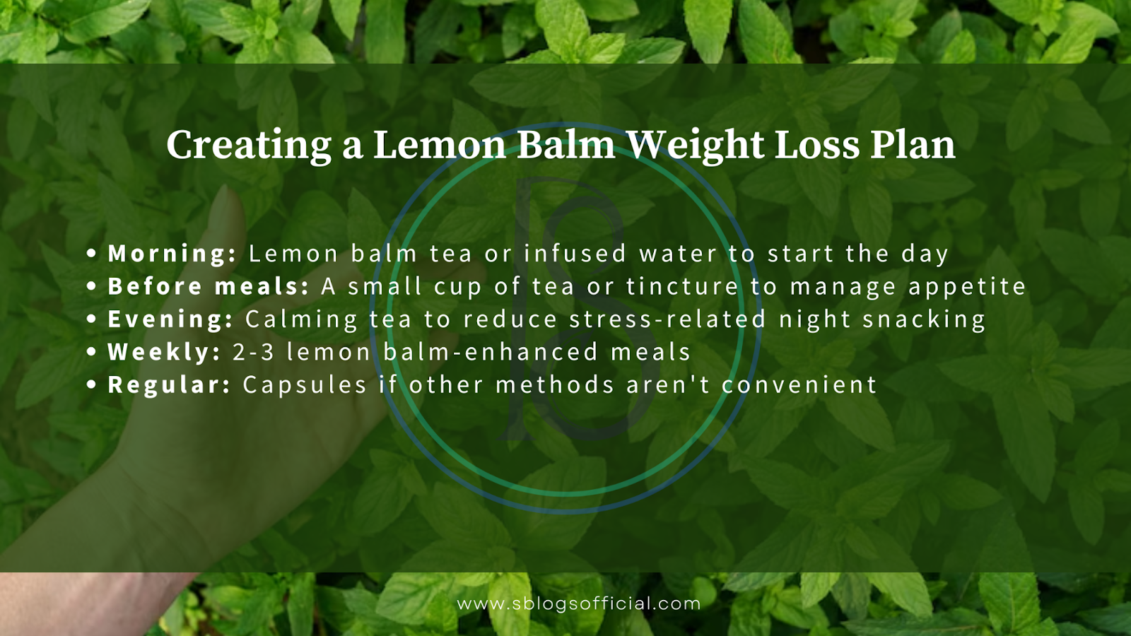 Explaining How to Take Lemon Balm for Weight Loss, by creating a lemon balm weight loss plan. 
