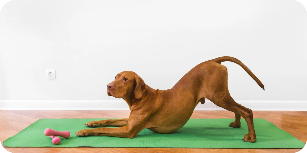 dog stretching