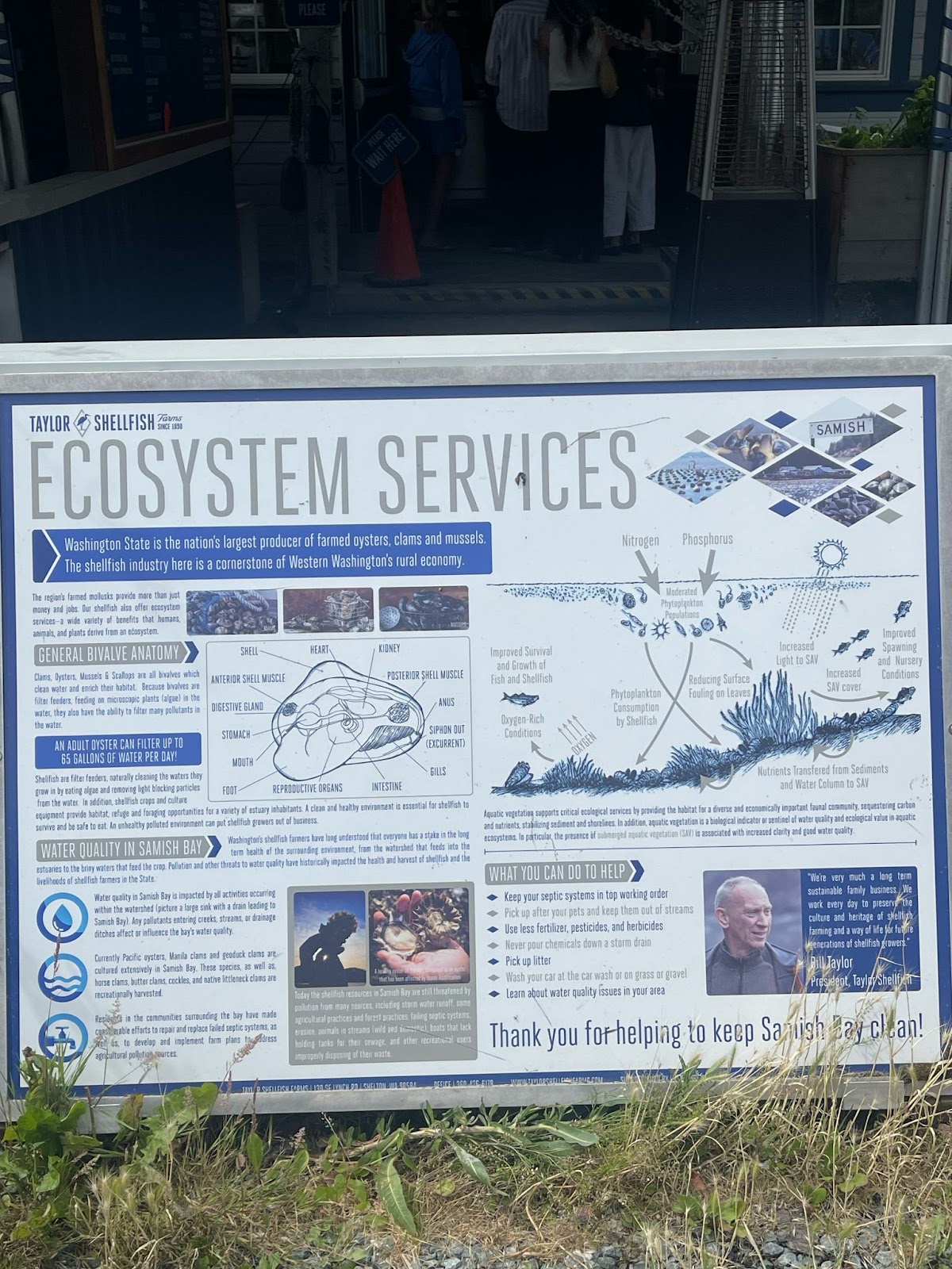 Informational sign at Taylor Shellfish Farms explaining how oysters improve water quality and support marine ecosystems in Samish Bay, part of the sustainable sourcing behind the best oysters in Boise.