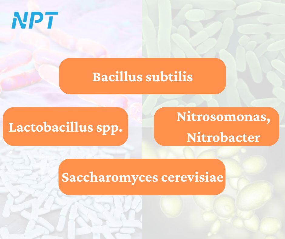 Tập hợp các chủng vi sinh vật có lợi