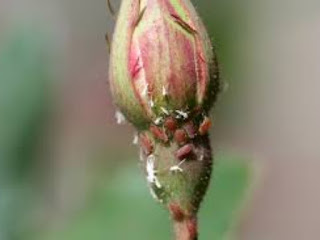 Rose - Plantation - Guide: - Season, - Manure, - Crafting, - Seedling, - Diseases, - Symptoms, - Treatment - and - Precaution