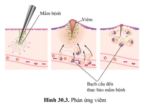 BÀI 30 - MÁU VÀ HỆ TUẦN HOÀN Ở NGƯỜI