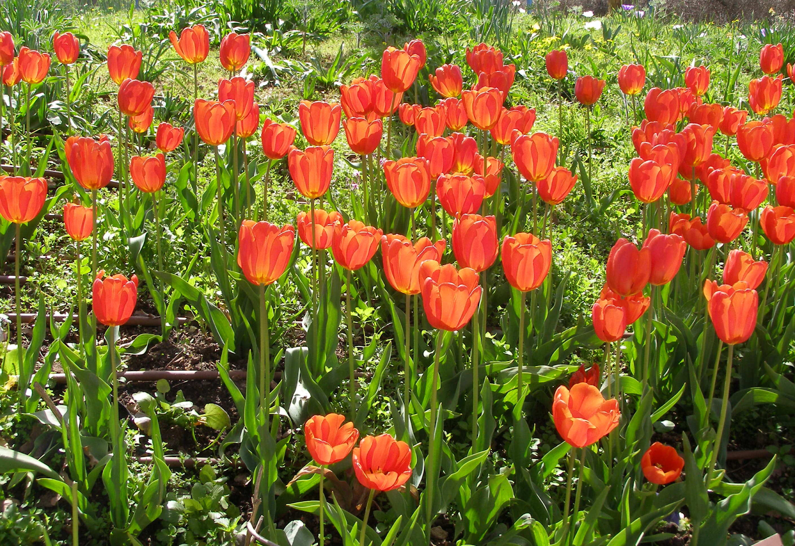 Tulips