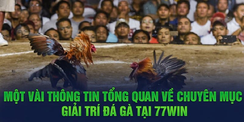 Khái quát thông tin trang đá gà không chặn 77win