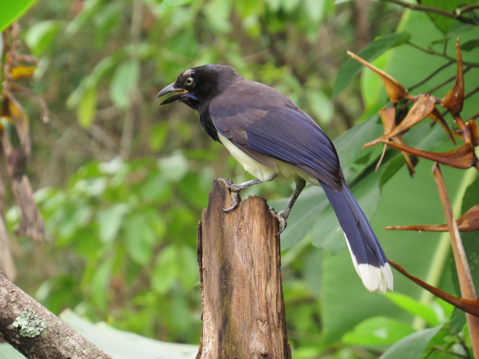 C:UsersGERENCIADownloadsBlack-chested Jay.JPG