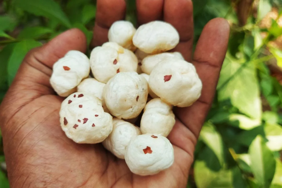 Makhana or Fox Nuts