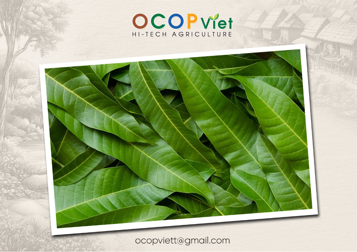 lá xoài có tác dụng gì