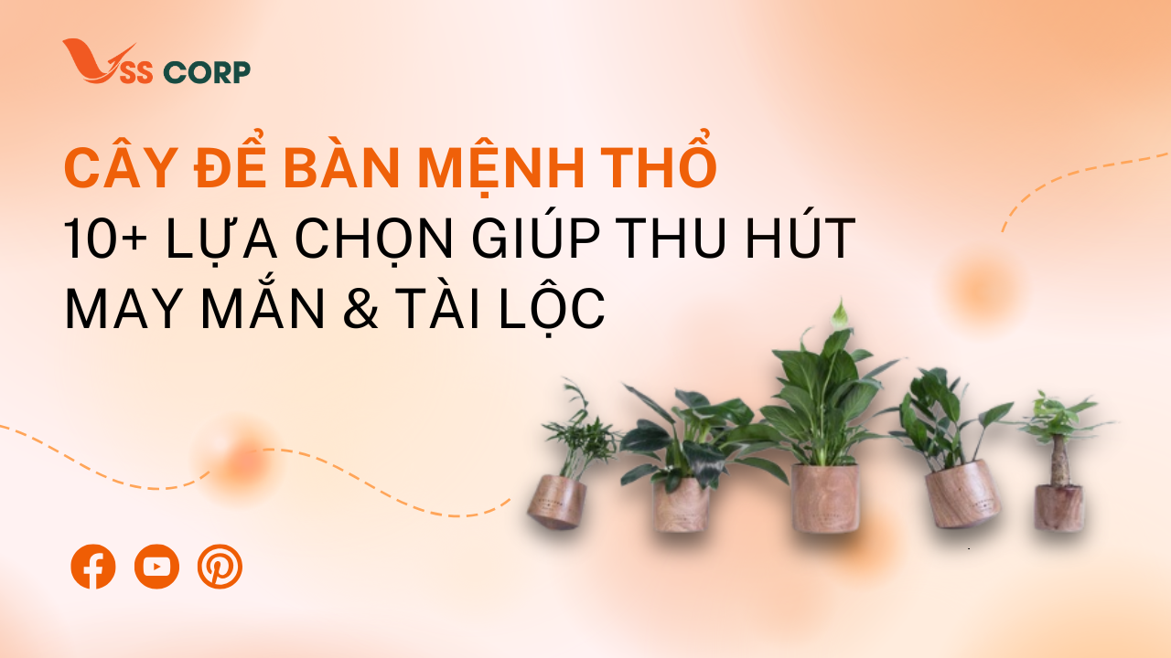 Cây để bàn mệnh Thổ: 10+ lựa chọn giúp thu hút may mắn và tài lộc