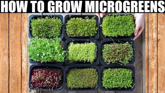 Growing Microgreens at Home