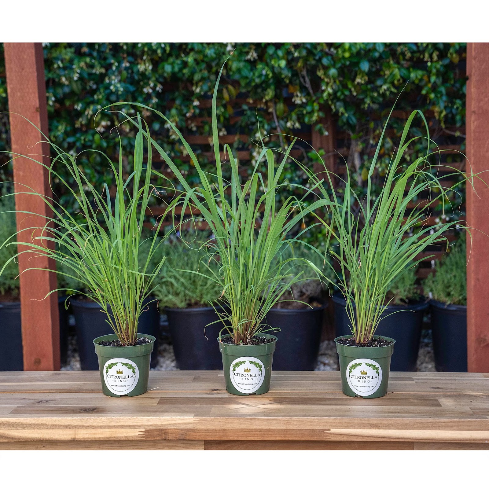 Plants that prevent snake 