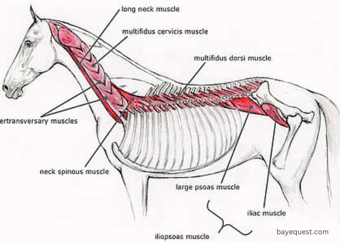 Horse Muscle Anatomy