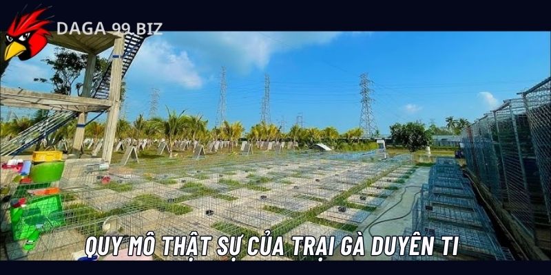 Ngắm nhìn quy mô thật sự của trại gà đá Duyên Ti hàng đầu khu vực