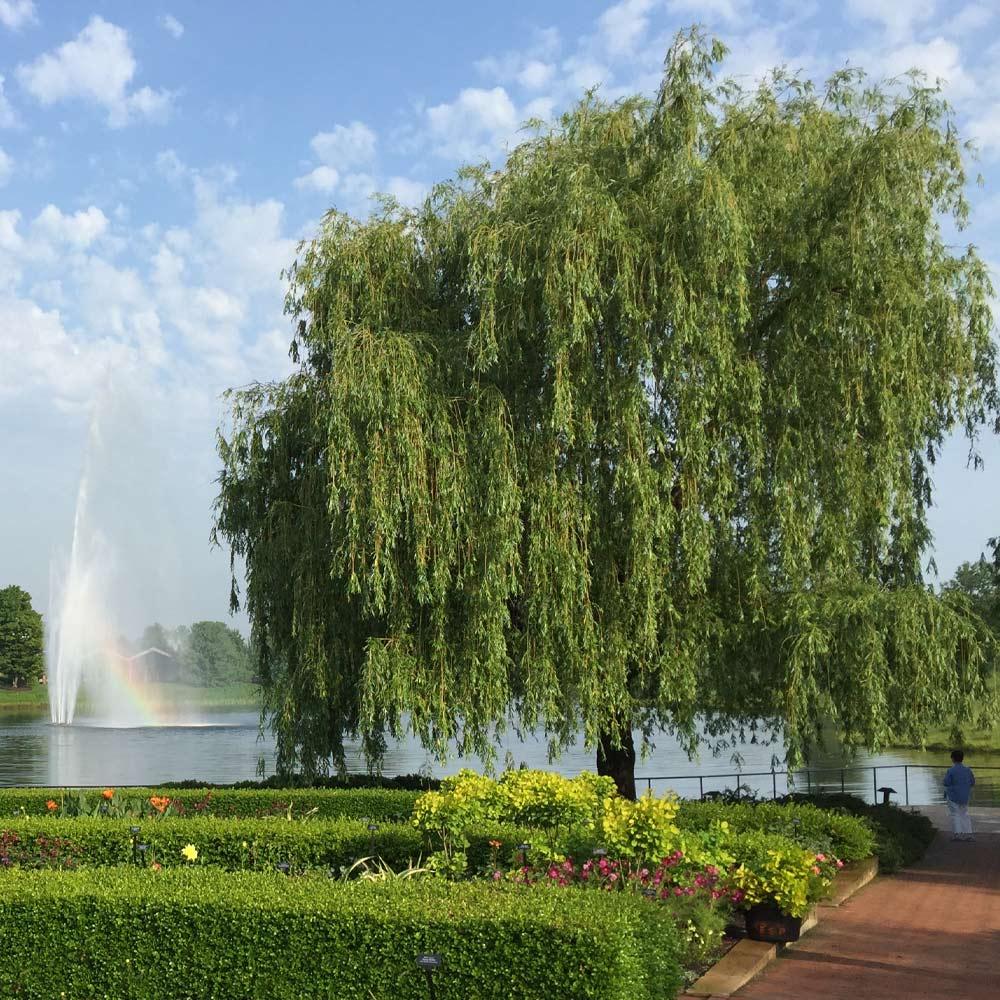 The Weeping Willow is a fast-growing shade tree