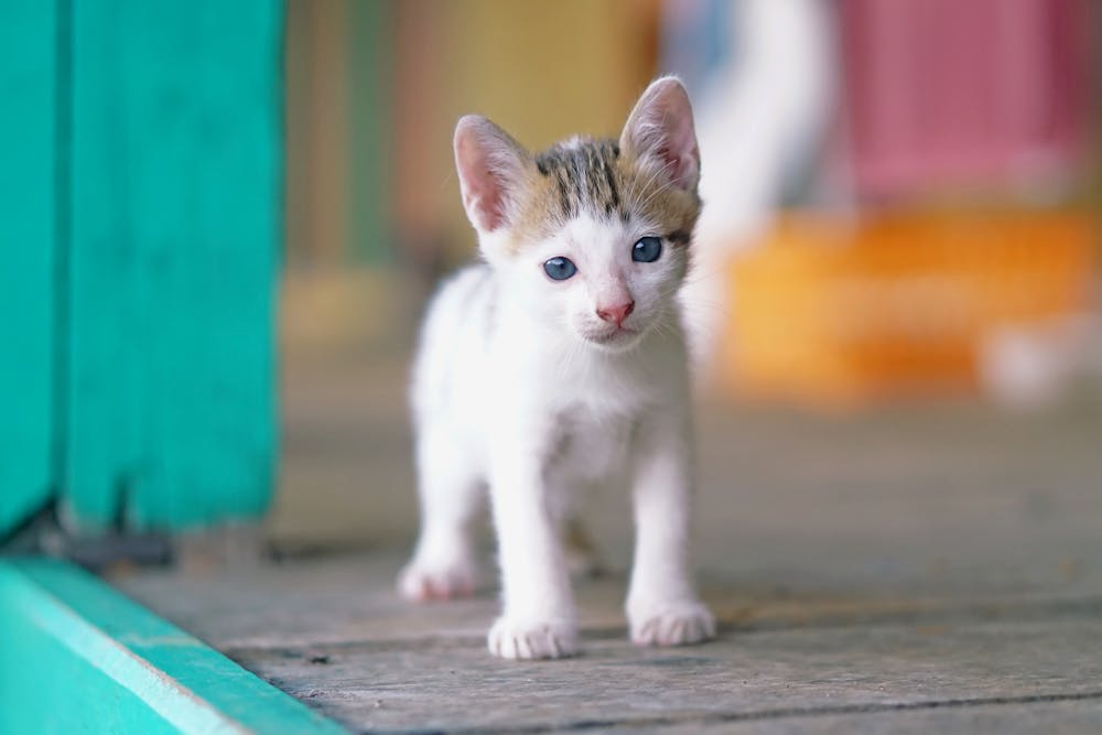 Photo Of White Kitten