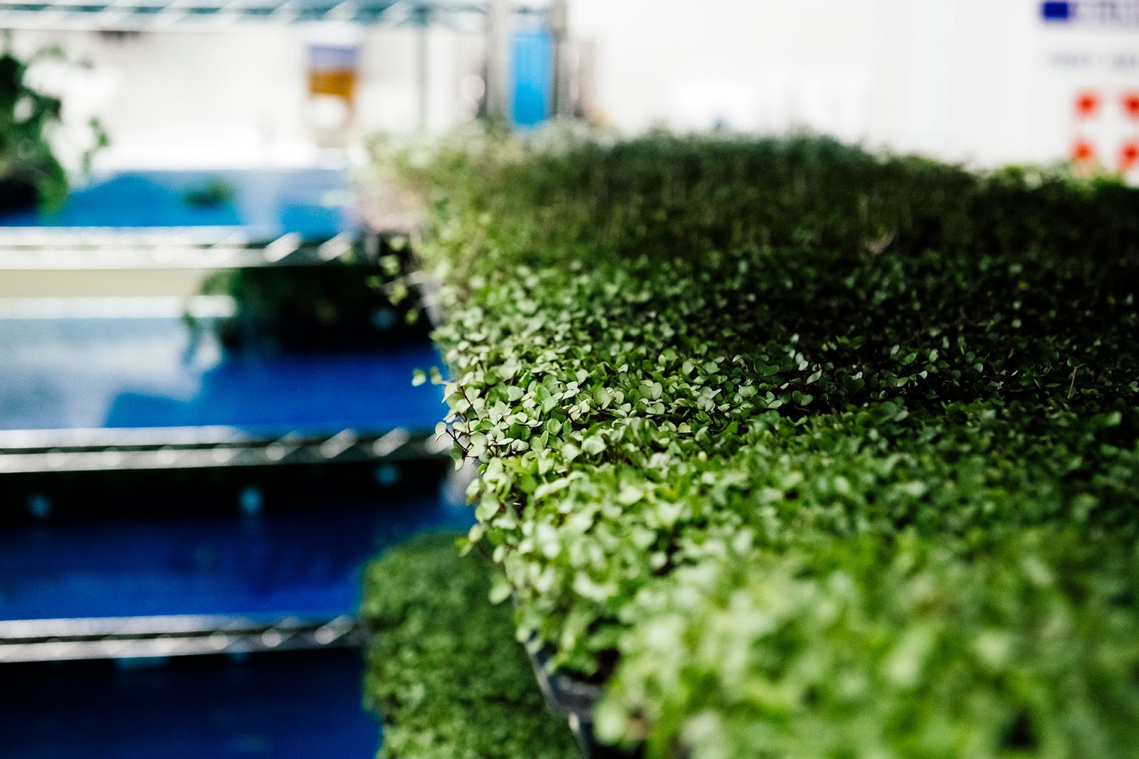 A conveyor belt filled with freshly harvested microgreens in a clean processing facility. Workers wearing gloves can be seen in the background, carefully handling the produce. The setup emphasizes the efficient and hygienic processing of fresh greens in a controlled environment.