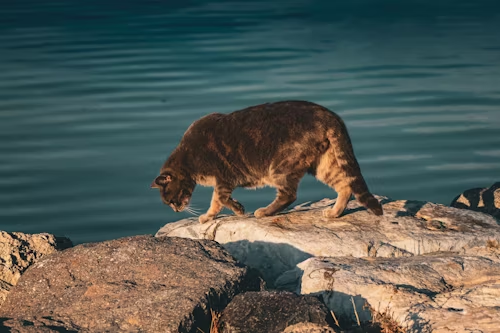 Cats Hate Water