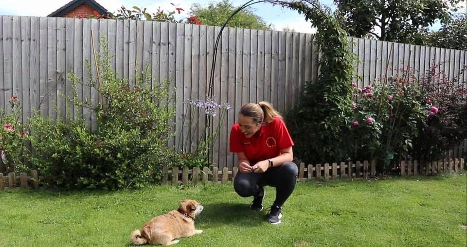 Rachel, owner of Nose to Trail training a small dog to lie down for a Dog AID video