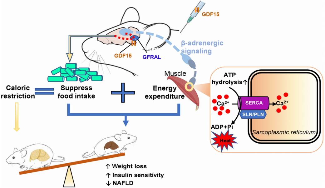 GDF15 Contributes to Maintaining Muscle Energy Expenditure During Calorie Restriction.