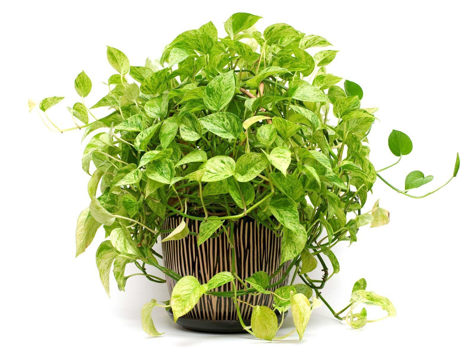 Thriving Pothos Plant