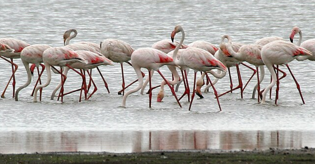 birds and photography 
