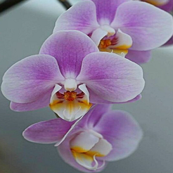 Orchid Flower