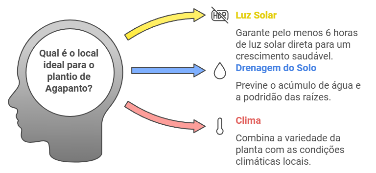 infográfico de como escolher o melhor local para o agapanto